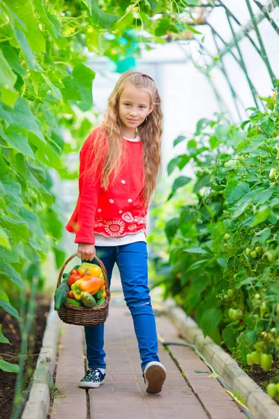 Little girl collecting crop cucumbers and tomatos in greenhouse. Portrait of kid with big busket full of vegetables in hands. Harvesting time — Stock Photo, Image