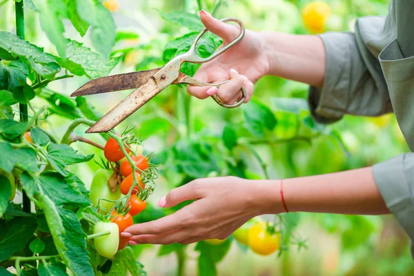 Tomates rojos en invernadero, Mujer cortando su cosecha — Foto de Stock