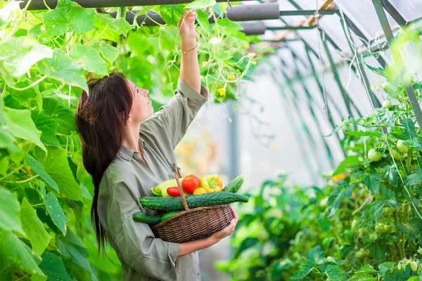 Young woman with basket of greenery and vegetables in the greenhouse. Harvesting time — Stock Photo, Image