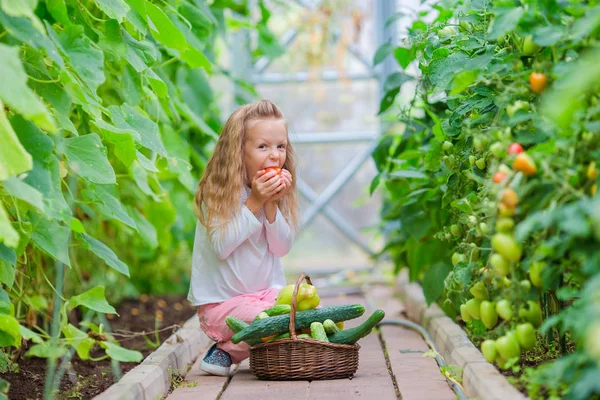 Adorable niña cosechando en invernadero. Retrato de niño con el tomate grande en las manos —  Fotos de Stock