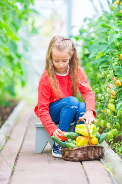 Little girl collecting crop cucumbers and tomatos in greenhouse. Portrait of kid with big busket full of vegetables in hands. Harvesting time