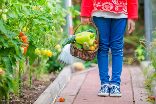愛らしい少女がキュウリと温室でトマトを収穫します。子供たちの手で vagatables の完全なバスケットをクローズ アップ — ストック写真