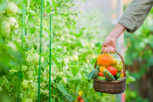 Primer plano canasta de vegetación y vagetables en el invernadero. Tiempo de cosecha — Foto de Stock