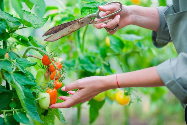 Červená rajčata ve skleníku, Žena uřízne její sklizeň — Stock fotografie