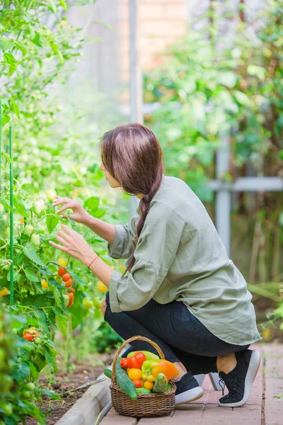 Mladá žena s košíkem zeleně a zeleniny ve skleníku. Čas sklizně — Stock fotografie