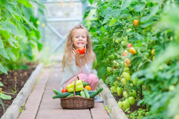 Harvest in greenhouse — Stock Photo, Image