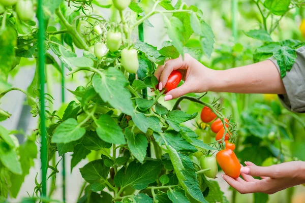 Tomates vermelhos em estufa, Mulher cortando sua colheita — Fotografia de Stock