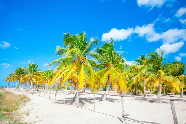 Palmbomen op witte zandstrand op Holbox island, Mexico — Stockfoto