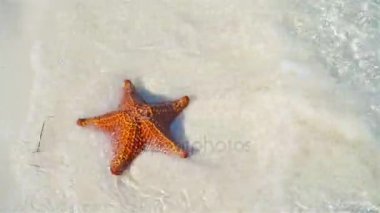 Berrak sularda kırmızı denizyıldızı olan tropik beyaz kum.