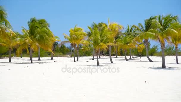 Palmiye ağaçlarının beyaz kum plaj. Playa Sirena. Cayo Largo. Küba. — Stok video