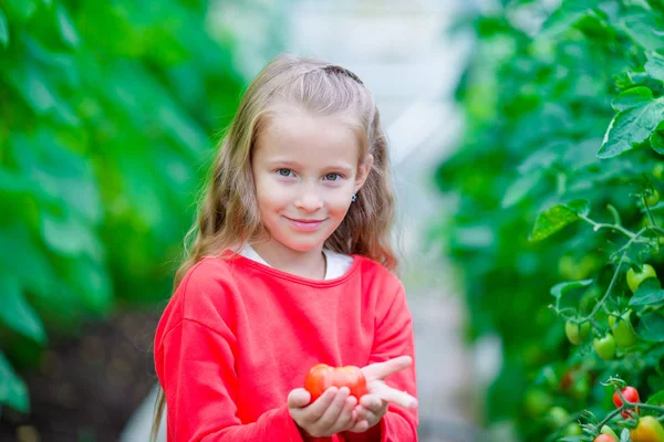 Adorável menina colhendo pepinos e tomates em estufa. Retrato de criança com tomate vermelho nas mãos . — Fotografia de Stock