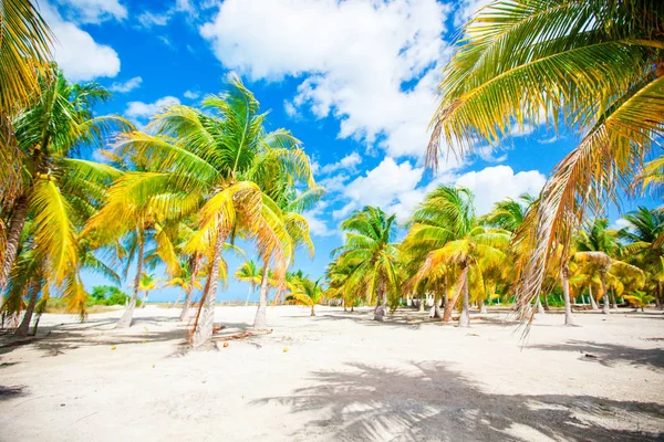 Palmbomen op wit zand strand — Stockfoto