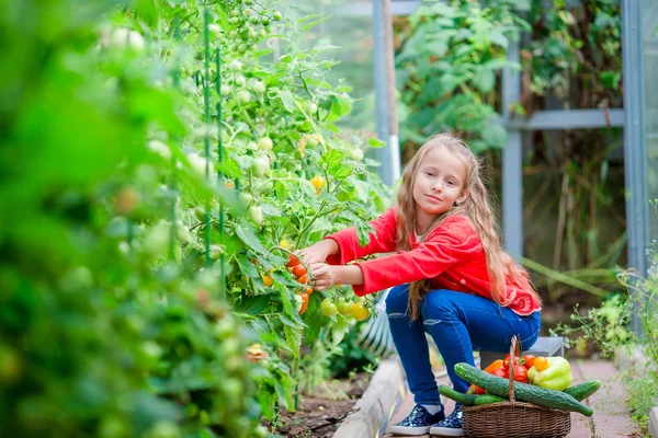 Schattig meisje oogsten van komkommers en tomaten in de serre. Portret van kind met rode tomaat in handen. — Stockfoto