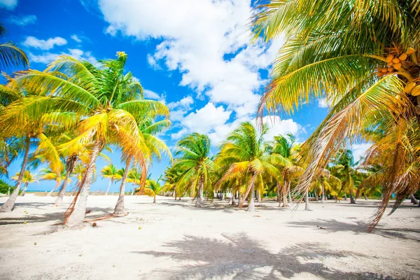 Palmeras en la playa de arena blanca — Foto de Stock