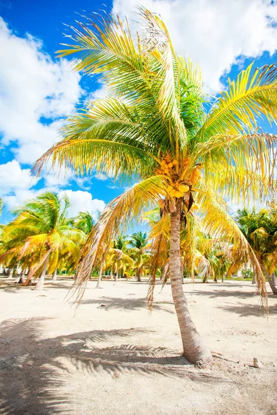 Palmy na pláži s bílým pískem na ostrově Holbox island, Mexiko — Stock fotografie