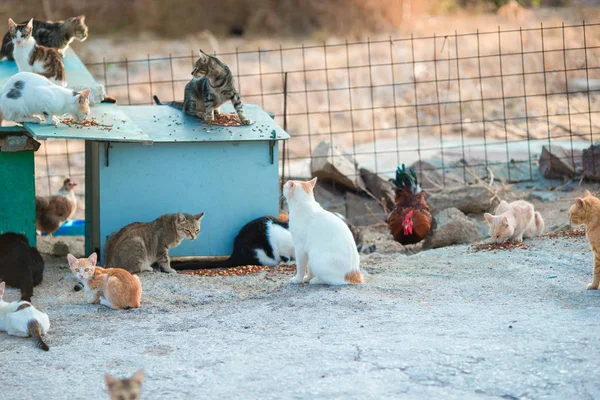 A lot of homeless cats and kittens on the road in Greece — Stock Photo, Image