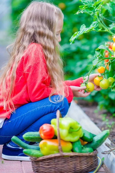 Adorable little girl harvesting cucumbers and tomatoes in greenhouse. Portrait of kid with tomato in hands. — Stock Photo, Image