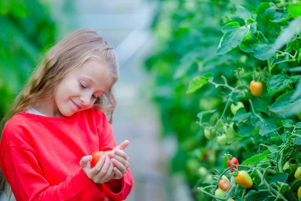 Adorable little girl harvesting cucumbers and tomatoes in greenhouse. Portrait of kid with tomato in hands. — Stock Photo, Image