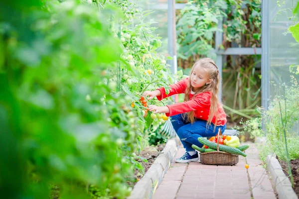 Adorable little girl harvesting cucumbers and tomatoes in greenhouse. Beautiful kid with basket — Stock Photo, Image