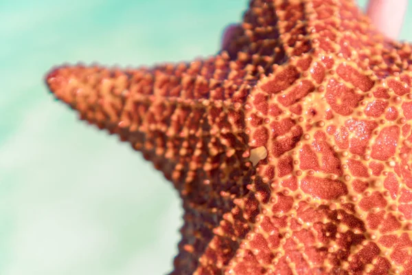 Trooppinen valkoinen hiekka punainen meritähti käsissä taustalla meri — kuvapankkivalokuva