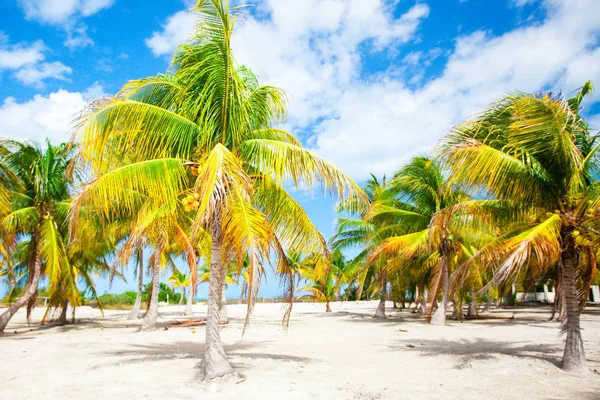 Palmy na bílé písečné pláži — Stock fotografie