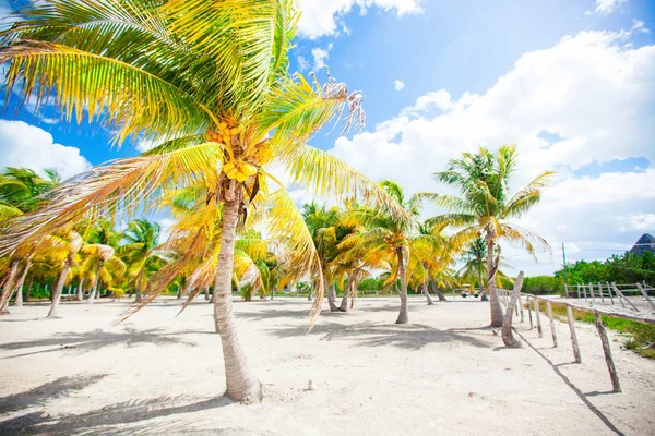 Palm trees on white sand beach on island — Stock Photo, Image