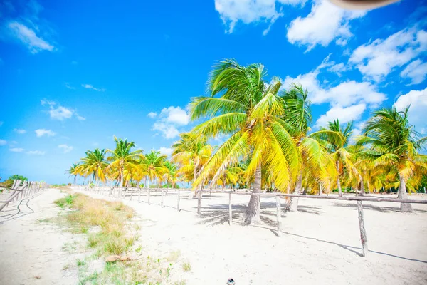Palmy na pláži s bílým pískem — Stock fotografie