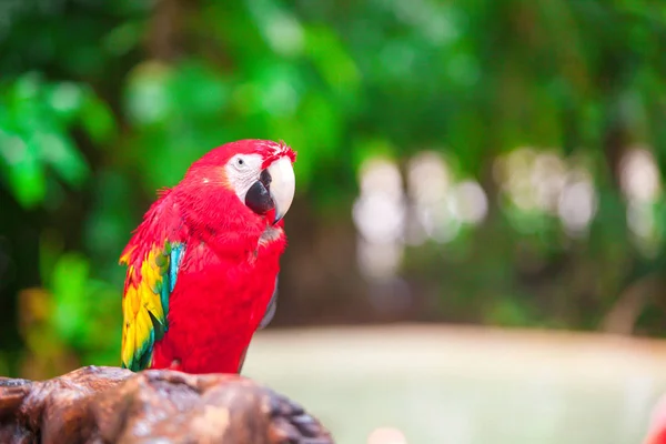 Close up colorful bright red parrot Ara at tropical island — Stock Photo, Image