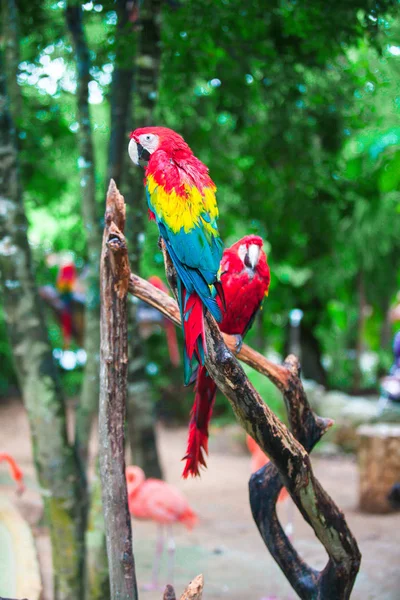 Two colorful bright red parrots Ara at tropical island — Stock Photo, Image