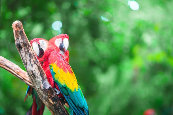 Two colorful bright red parrots Ara at tropical island — Stock Photo, Image