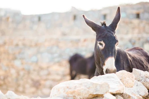 Funny donkey on road in greek mountains. The best photo of donkey in the world.