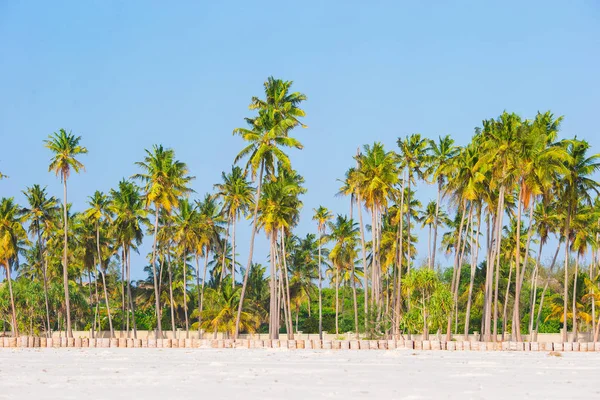Palmy na białej piaszczystej plaży — Zdjęcie stockowe