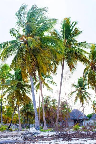 Palm trees on white sandy beach — Stock Photo, Image