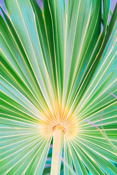 Linhas e texturas de folhas de palma verde na ilha exórica — Fotografia de Stock