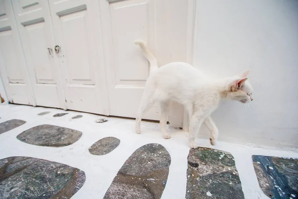 Gato sem-teto branco na estrada na Grécia — Fotografia de Stock