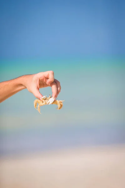 Detailní živě krab na pláži s bílým — Stock fotografie