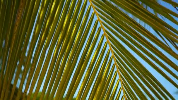 Lignes et textures de feuilles de palmier vert à l'île exorique — Video