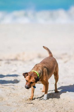 Sahilde küçük bir yengeç, havlayan bir köpek