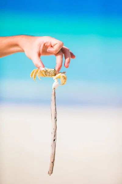 Closeup Yengeç beyaz Beach canlı — Stok fotoğraf