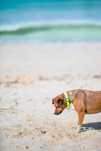 Pes hraje s malou krab na pláži — Stock fotografie