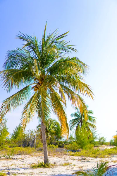 Palm trees on white sand beach. — Stock Photo, Image