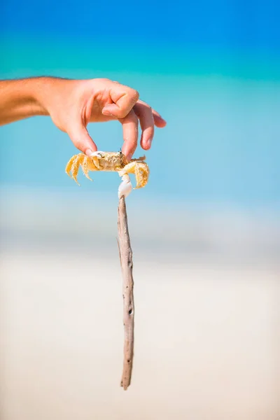 Close up live crab at white beach — Stock Photo, Image