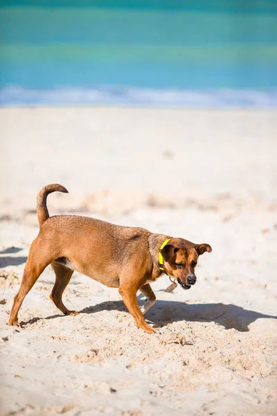 A dog barking at a small crab on the beach — Stock Photo, Image