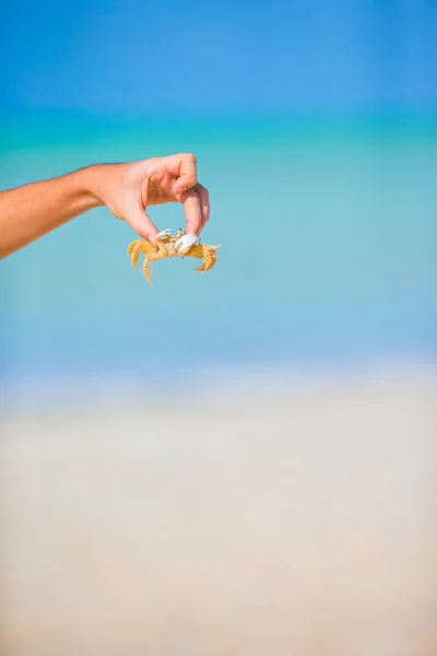 Close-up van levende krab op witte strand — Stockfoto