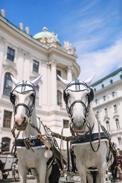 Traditionele paard coach fiaker in Wenen Oostenrijk — Stockfoto