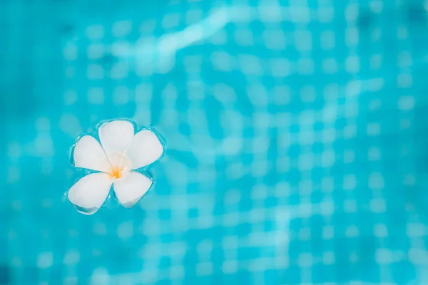 Piscina azul con flor blanca tropical — Foto de Stock