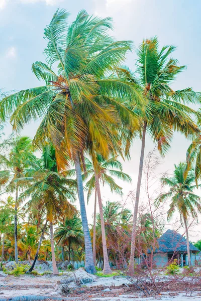 Palmy na białym piasku plaży w hotelu — Zdjęcie stockowe