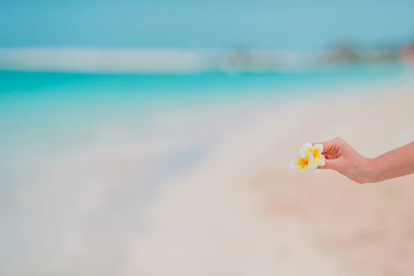 Hermosas flores frangipani en las manos fondo mar turquesa en la playa blanca — Foto de Stock