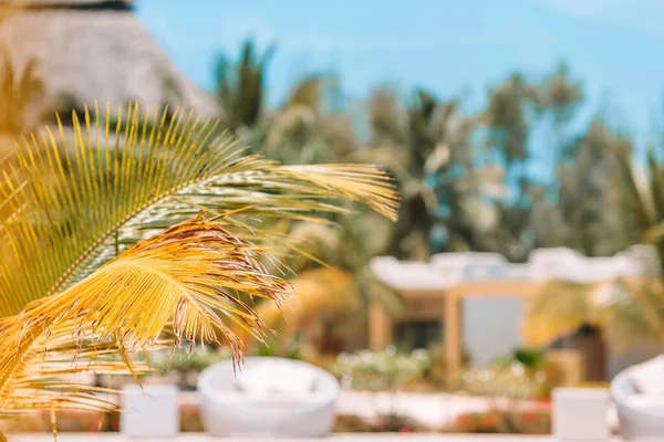 Palm trees on white sand beach. Playa Sirena. Cayo Largo. Cuba. — Stock Photo, Image