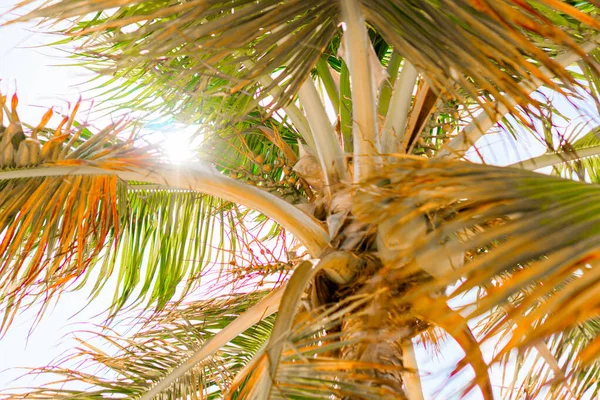 棕榈树在白色的沙滩上。普拉亚丽娜。拉尔戈岛。古巴. — 图库照片
